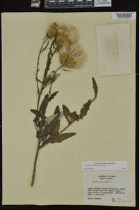 Cirsium altissimum image