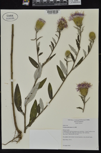 Cirsium altissimum image