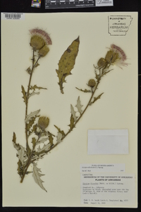 Cirsium altissimum image