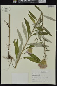 Cirsium altissimum image