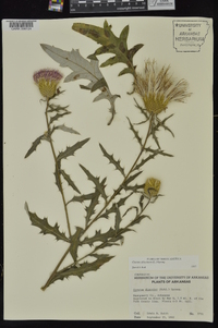 Cirsium altissimum image