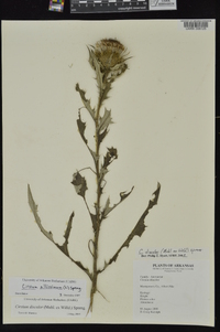 Cirsium altissimum image