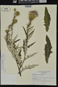 Cirsium altissimum image