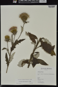 Cirsium altissimum image