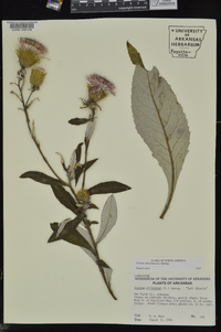 Cirsium altissimum image