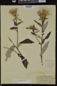 Cirsium altissimum image