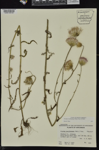 Cirsium carolinianum image