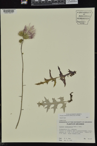 Cirsium carolinianum image