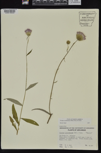 Cirsium carolinianum image