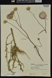 Cirsium carolinianum image