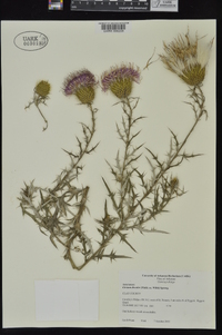 Cirsium discolor image