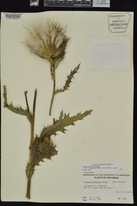 Cirsium horridulum image