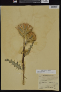 Cirsium horridulum image