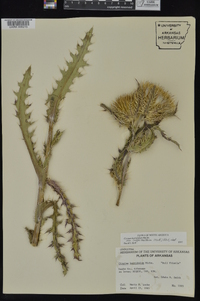 Cirsium horridulum image