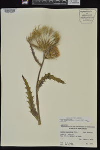 Cirsium horridulum image