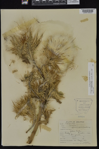 Cirsium horridulum image