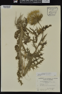 Cirsium horridulum image