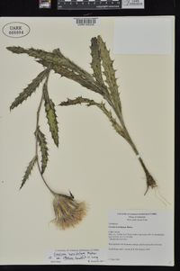 Cirsium horridulum var. vittatum image