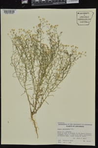 Conyza ramosissima image