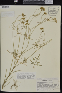 Coreocarpus arizonicus image