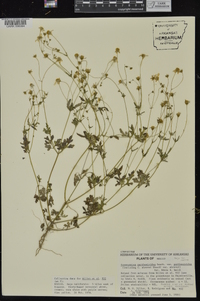 Coreocarpus arizonicus image