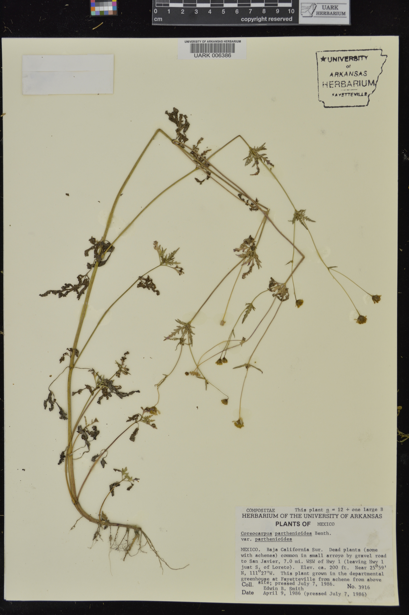 Coreocarpus arizonicus var. arizonicus image