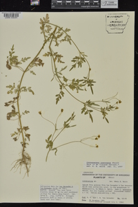 Coreocarpus arizonicus var. arizonicus image