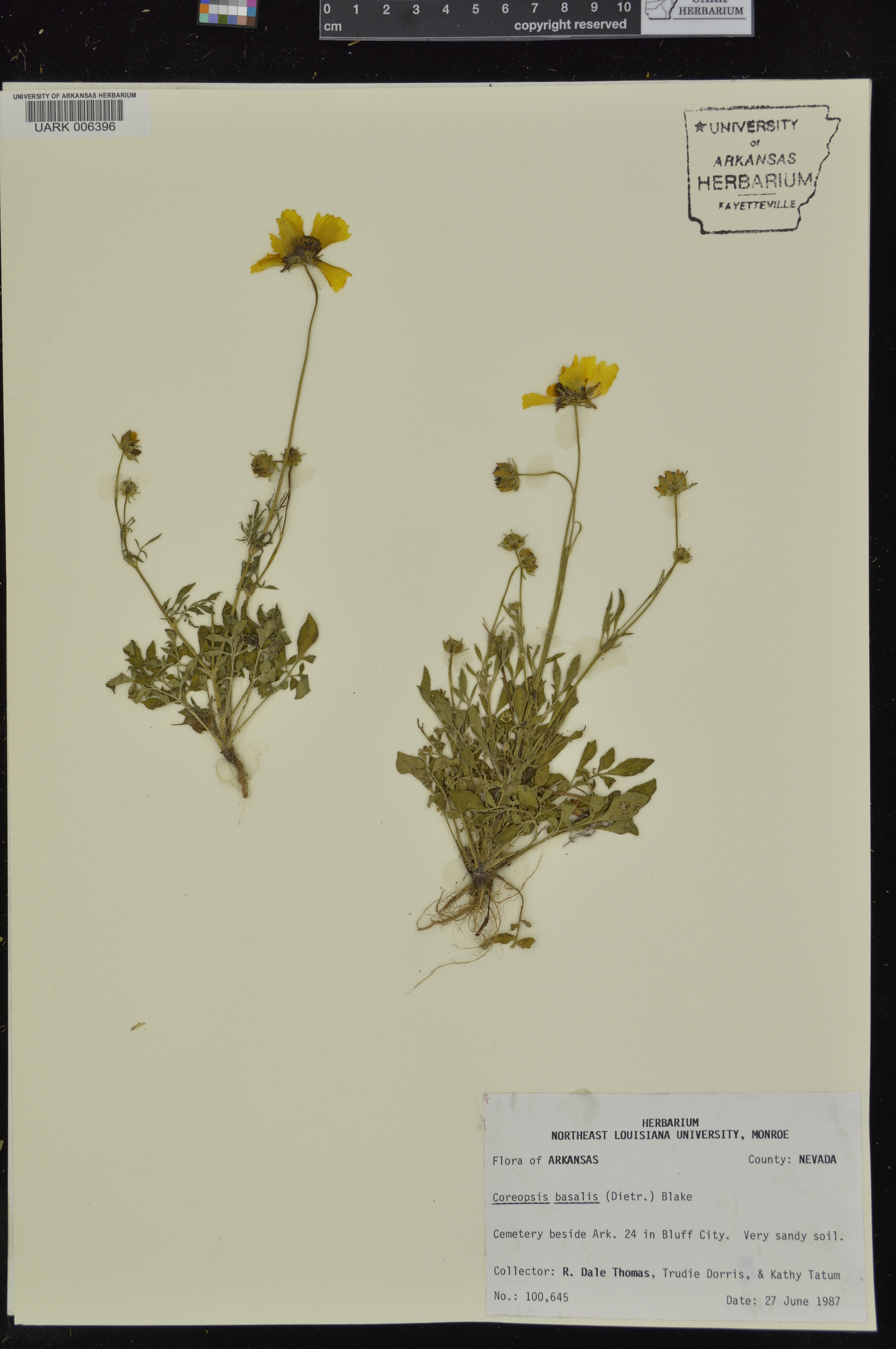 Coreopsis basalis image