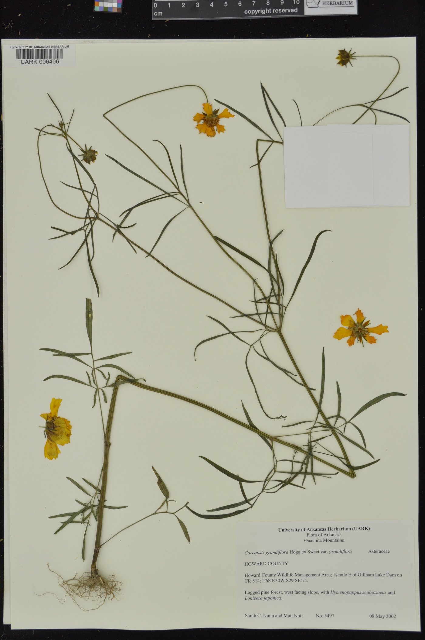 Coreopsis grandiflora var. grandiflora image