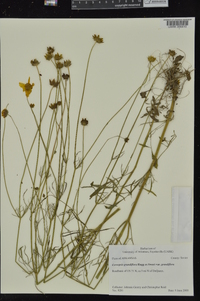 Coreopsis grandiflora var. grandiflora image