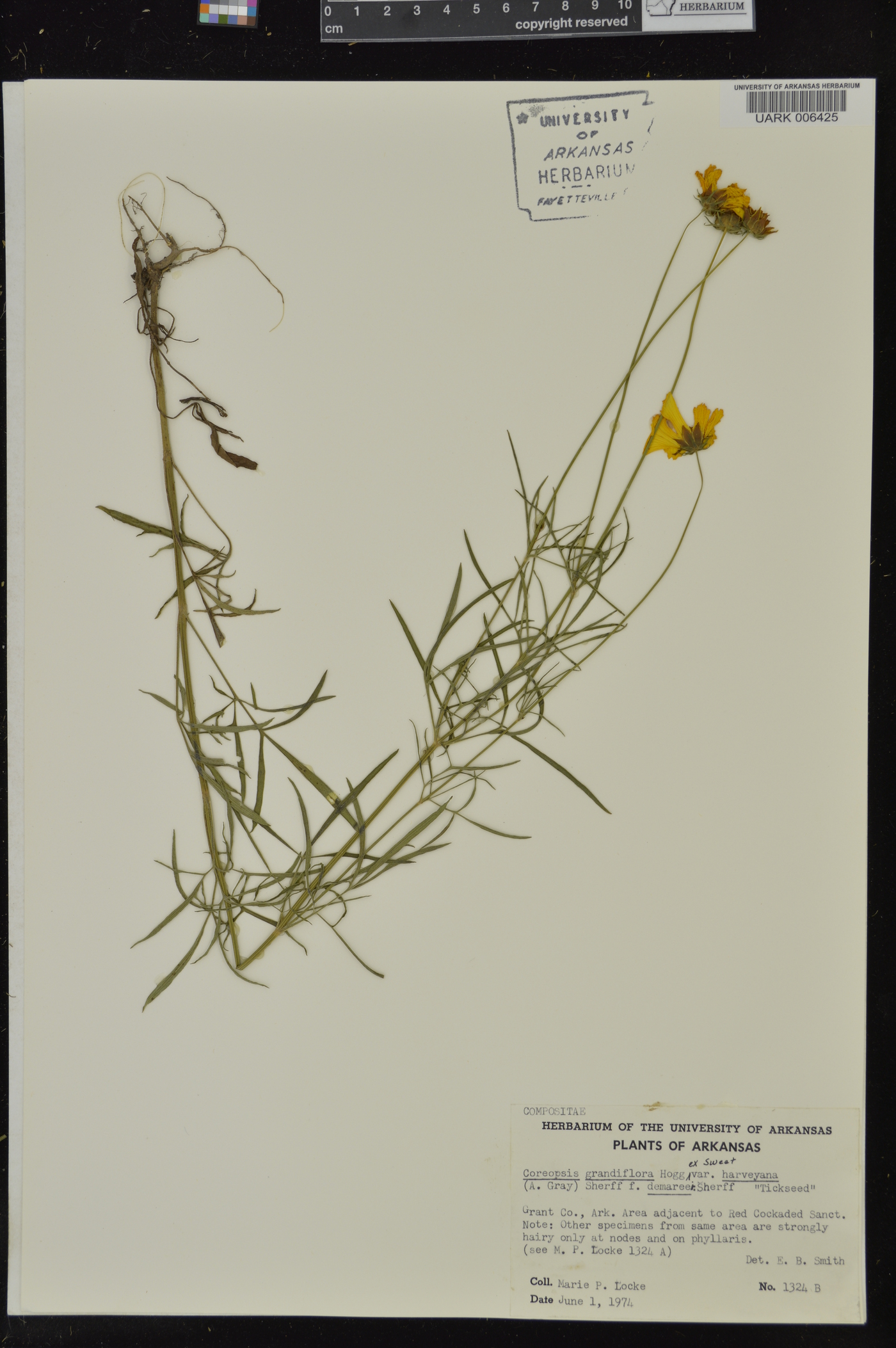 Coreopsis grandiflora var. harveyana image