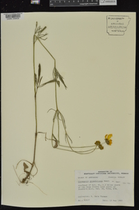 Coreopsis grandiflora image