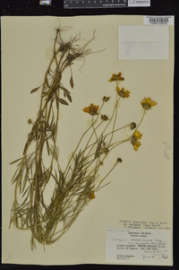 Coreopsis grandiflora var. harveyana image