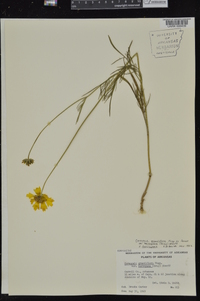 Coreopsis grandiflora var. harveyana image