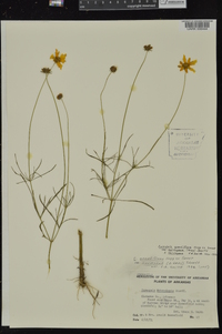 Coreopsis grandiflora var. harveyana image