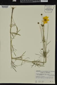 Coreopsis grandiflora image