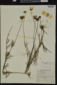 Coreopsis grandiflora image