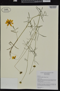 Coreopsis grandiflora image