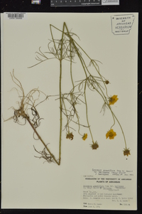 Coreopsis grandiflora var. harveyana image