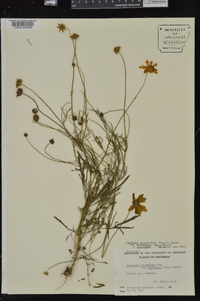 Coreopsis grandiflora image