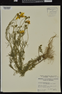 Coreopsis grandiflora image