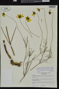 Coreopsis grandiflora var. harveyana image