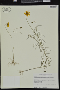 Coreopsis grandiflora image