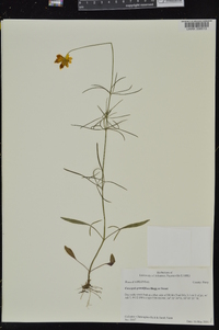 Coreopsis grandiflora var. harveyana image