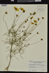 Coreopsis grandiflora var. harveyana image