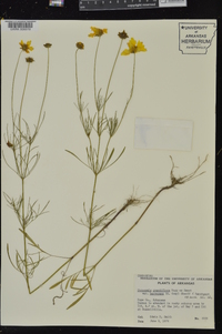 Coreopsis grandiflora var. harveyana image