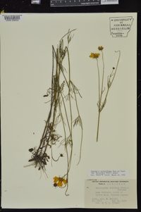 Coreopsis grandiflora image