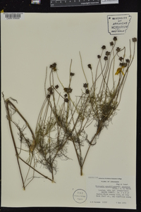 Coreopsis grandiflora var. saxicola image