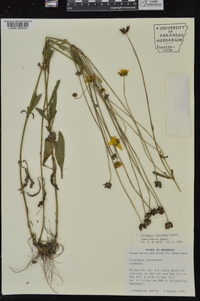 Coreopsis intermedia image