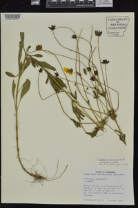 Coreopsis intermedia image